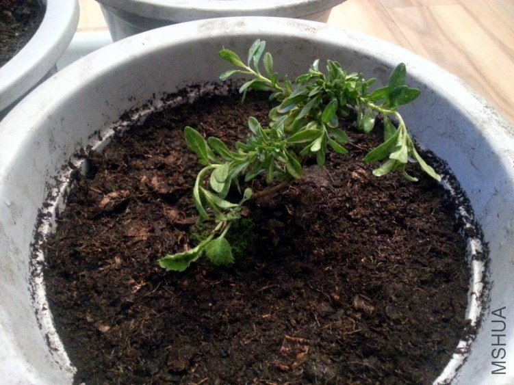 20130402_001403-.jpg