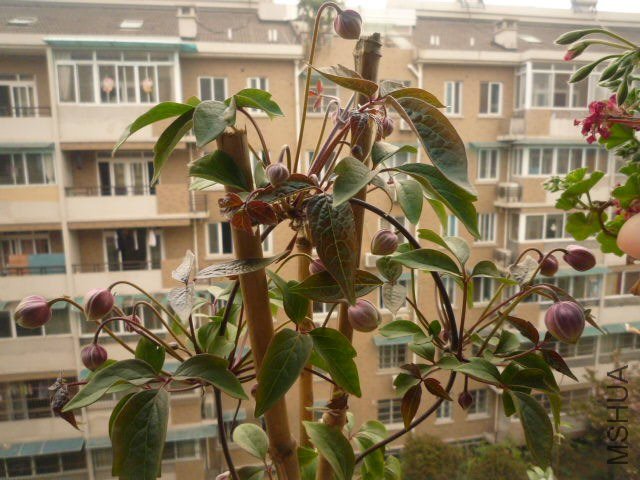 P1080046.JPG