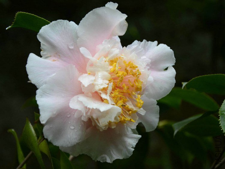 ��ĵ��20130402004.jpg