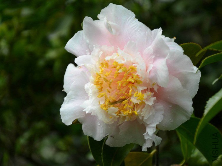 ��ĵ��20130402005.jpg