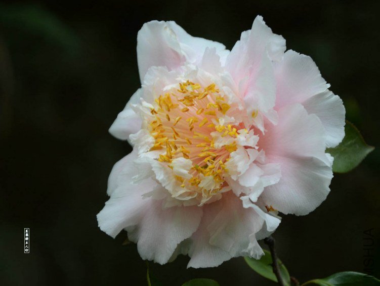 ��ĵ��20130402008.jpg