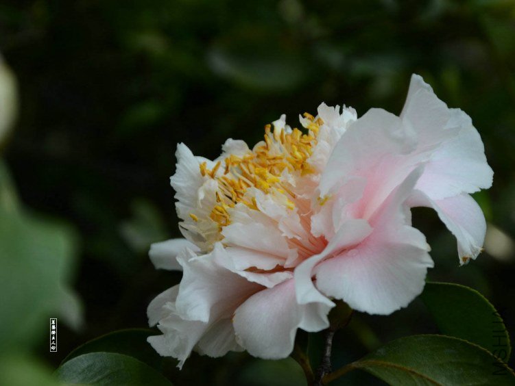 ��ĵ��20130402009.jpg