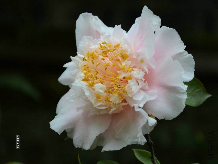 ��ĵ��201304020011.jpg