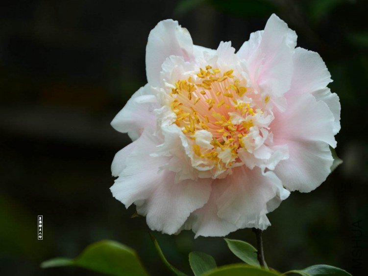 ��ĵ��201304020012.jpg