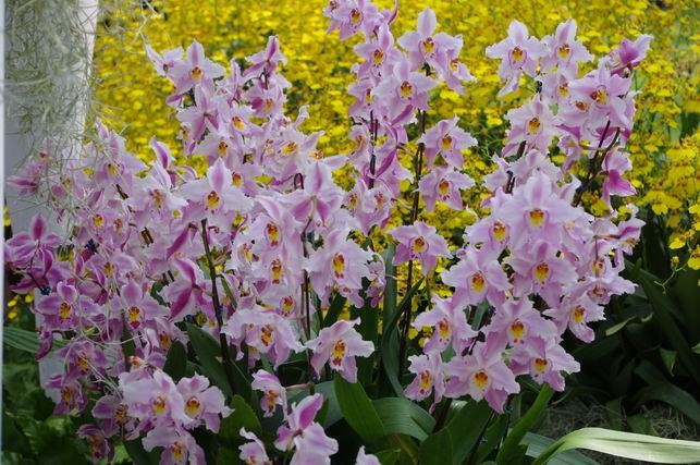 ������С IMGP1422.JPG