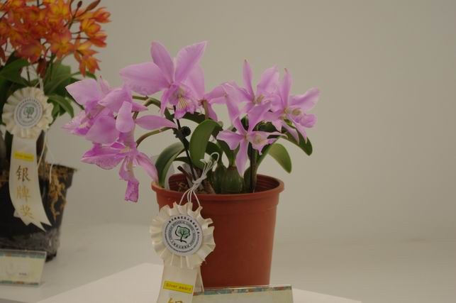 ������С IMGP1443.JPG