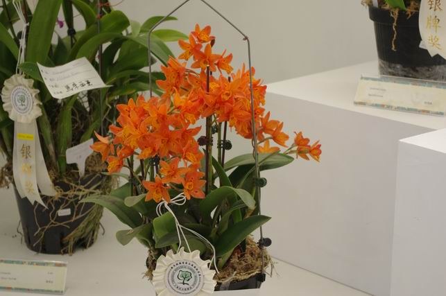 ������С IMGP1444.JPG