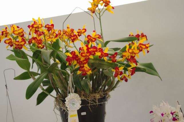 ������С IMGP1445.JPG