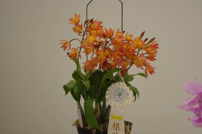 ������С IMGP1446.JPG