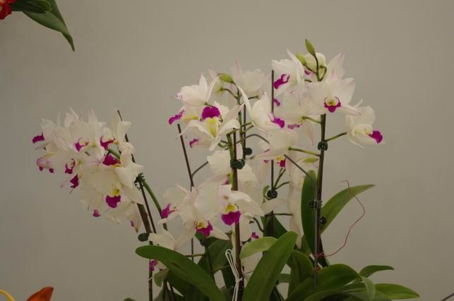 ������С IMGP1447.JPG