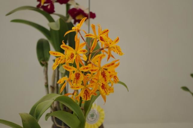 ������С IMGP1448.JPG