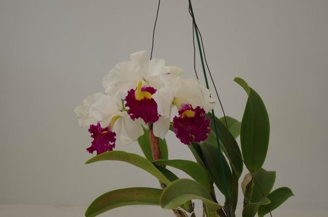 ������С IMGP1452.JPG