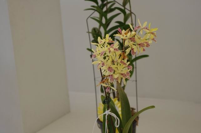 ������С IMGP1454.JPG