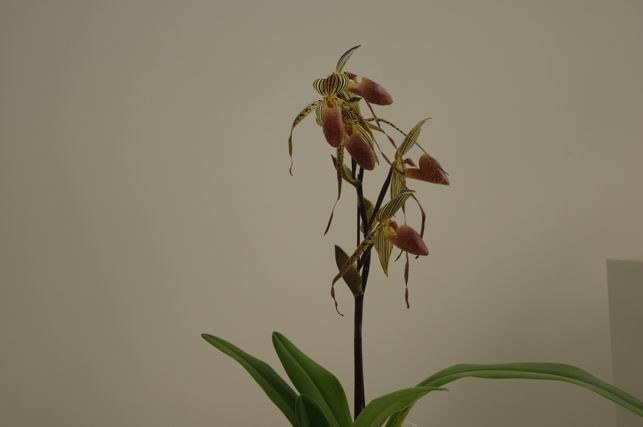 ������С IMGP1457.JPG