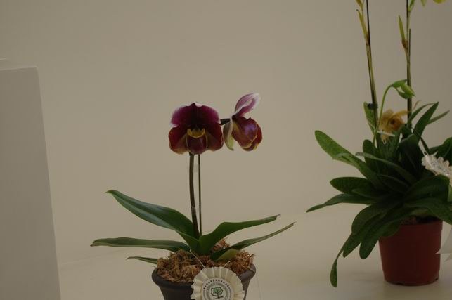 ������С IMGP1460.JPG