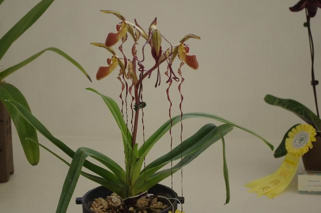 ������С IMGP1462.JPG