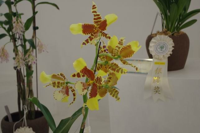 ������С IMGP1466.JPG