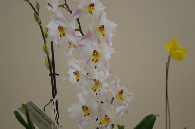 ������С IMGP1467.JPG