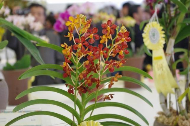 ������С IMGP1468.JPG