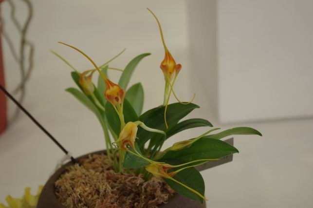 ������С IMGP1469.JPG