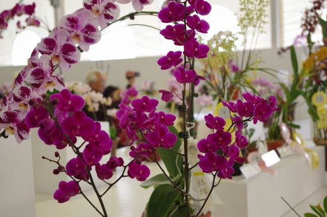 ������С IMGP1471.JPG