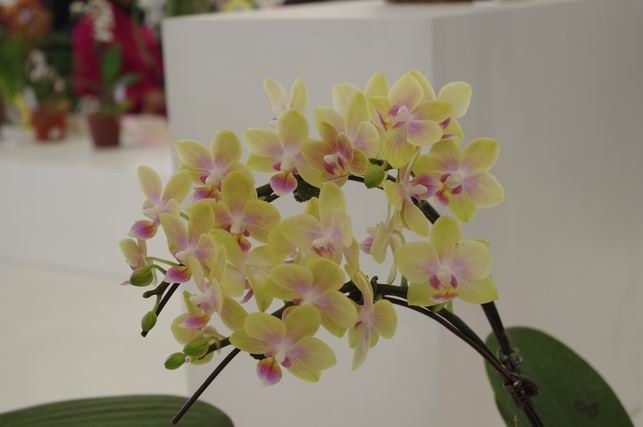 ������С IMGP1472.JPG