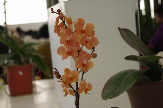 ������С IMGP1473.JPG