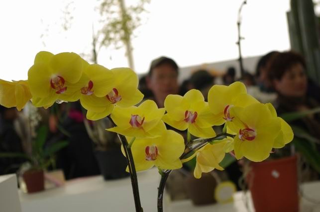 ������С IMGP1474.JPG