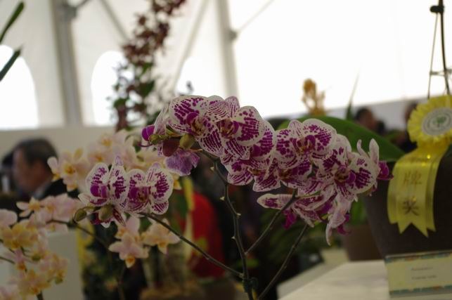 ������С IMGP1475.JPG