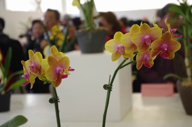 ������С IMGP1476.JPG