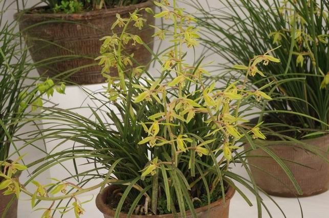 ������С IMGP1479.JPG