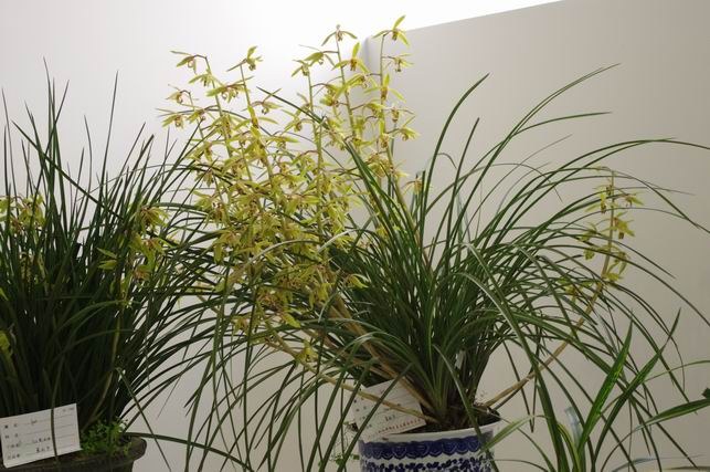 ������С IMGP1489.JPG