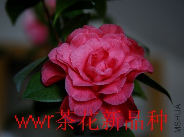 IMG_0046.JPG