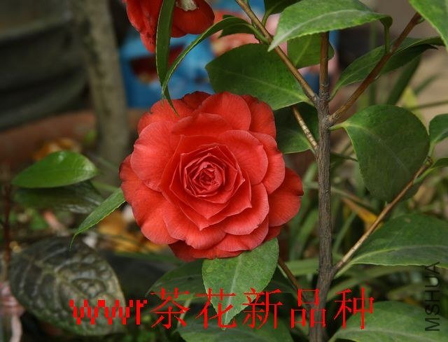 IMG_0796.JPG