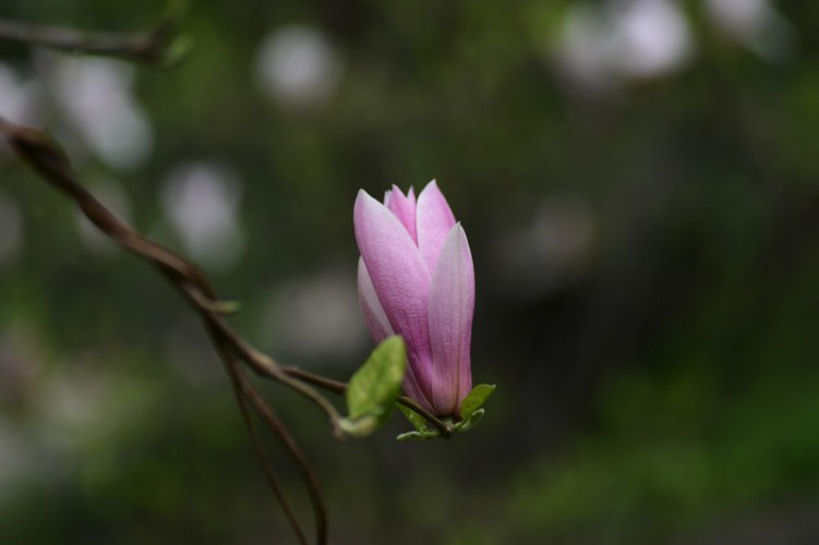 DSC_2989_1.jpg