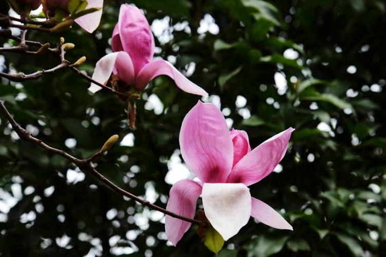 DSC_3016_1.jpg