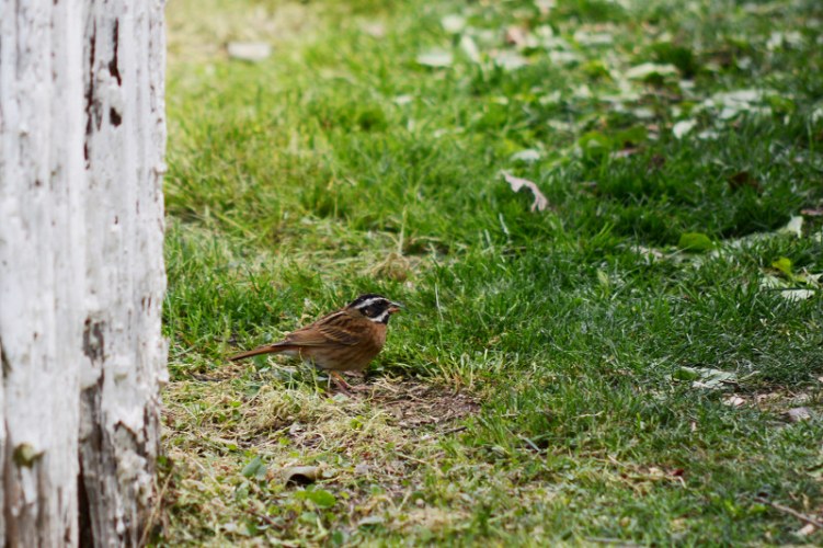 DSC_3065_1.jpg