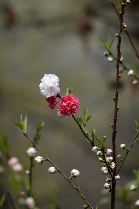 DSC_3076_1.jpg