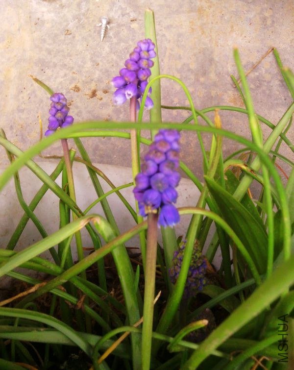 IMG_20130330_083909 - ����.jpg