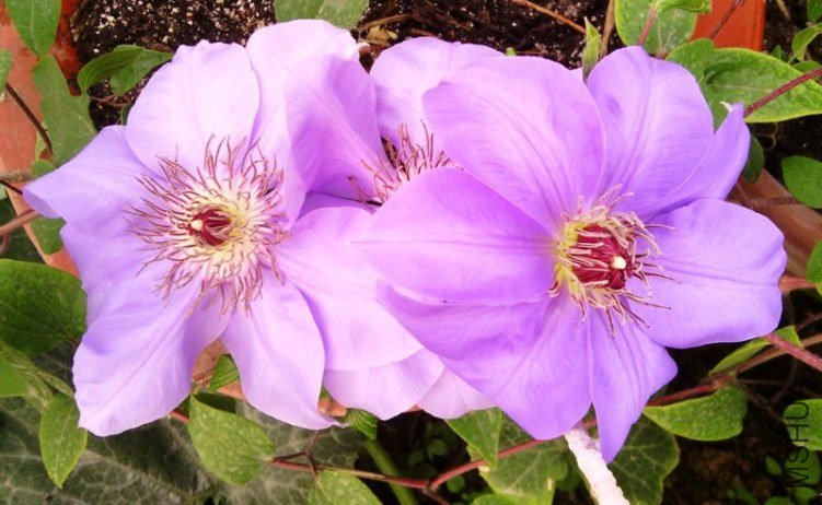 IMG_20130329_163632.jpg
