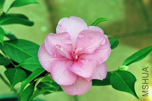 _DSC7320_SS.jpg