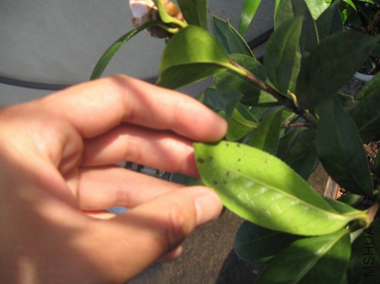 ������С IMG_0284.JPG