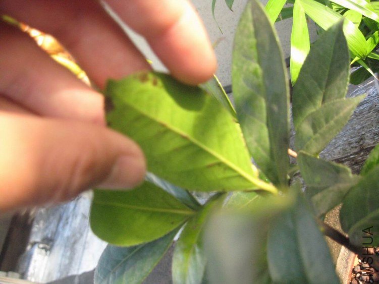 ������С IMG_0285.JPG