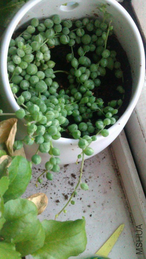 IMAG0515.jpg