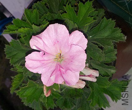 20130402_175957_����.jpg