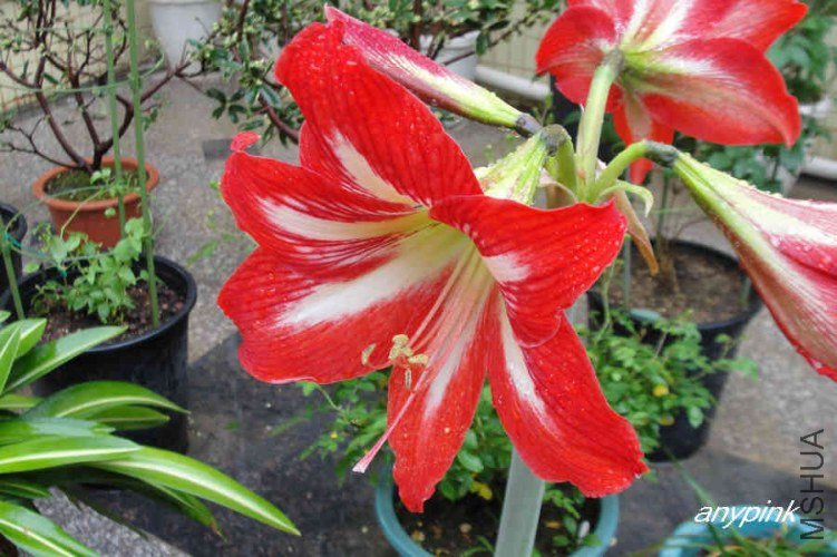 nEO_IMG_DSC01037.jpg