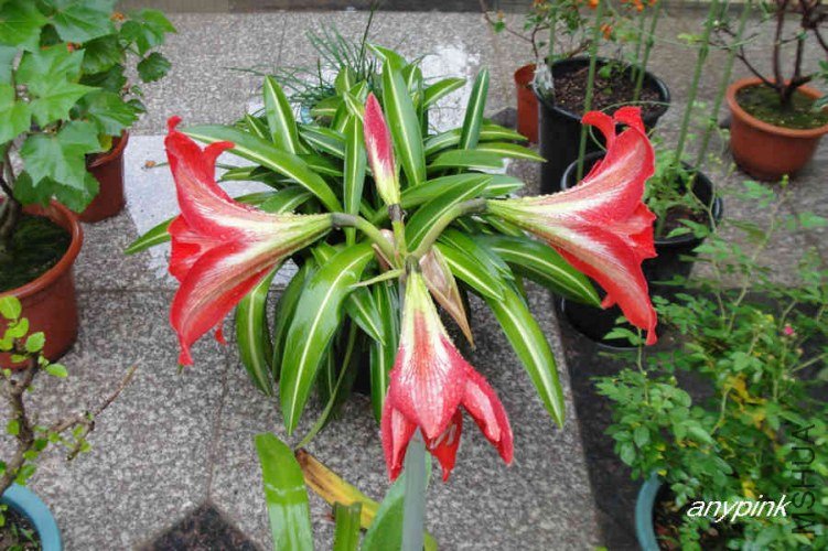 nEO_IMG_DSC01017.jpg