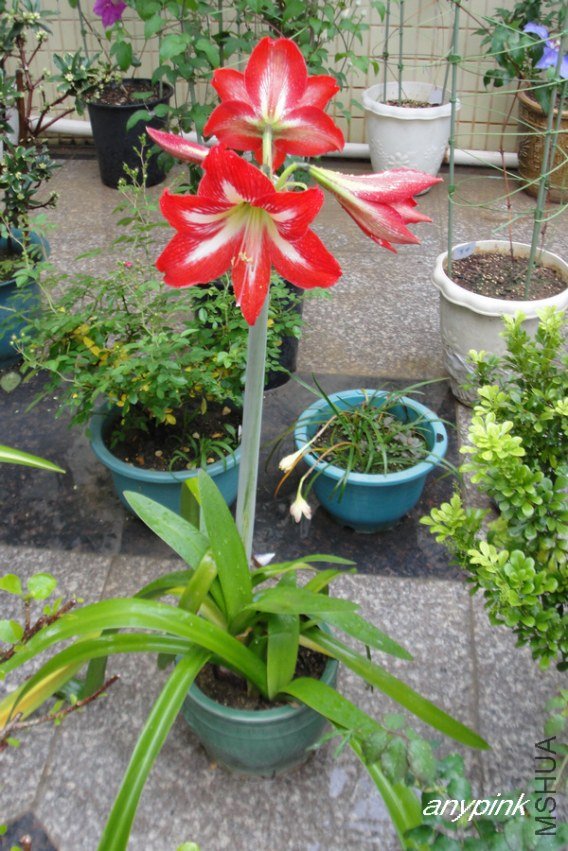 DSC01038-1.jpg
