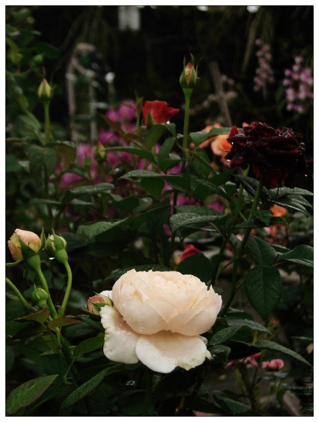 ��������