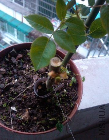 Ƥ���ˣ����ϼ���һ����о�Ǻ�ɫ�ġ�